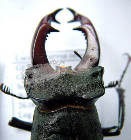 Head and Mandible variations in Lucanus cervus cervus